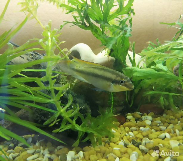 Аквариумные рыбки. Цихлиды.Карликовые цихлиды