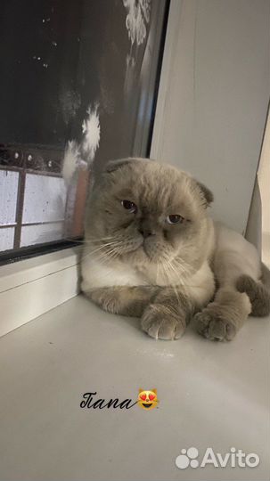 Шотландские вислоухие котята