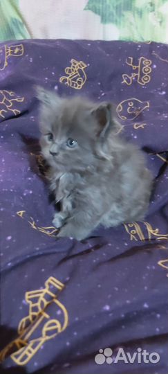Мейн-кун котенок