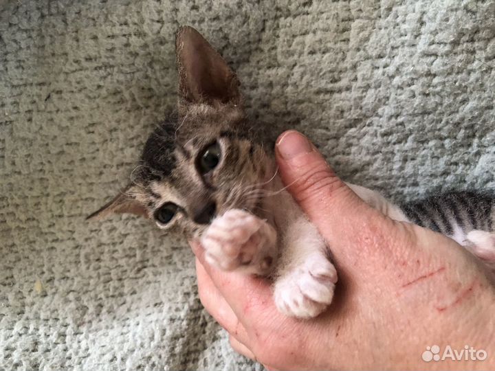 Котенок Пеппи