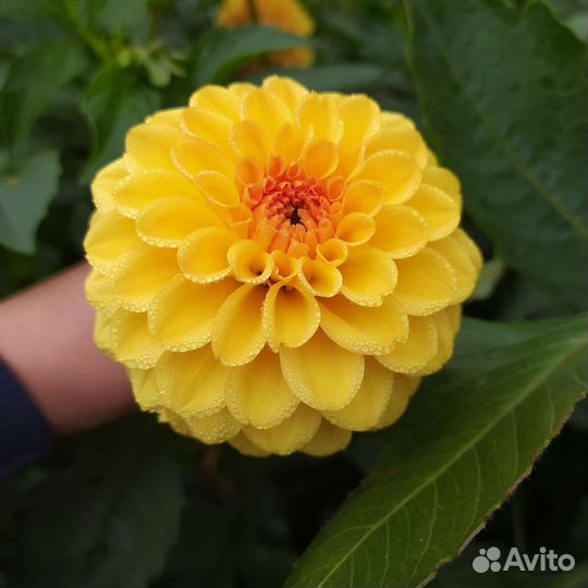 Георгины (клубни)