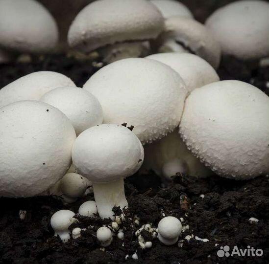 Грибы шампиньоны свежие