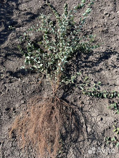 Спирея белая