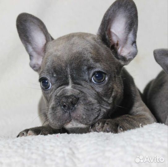 Мальчик и девочка голубки