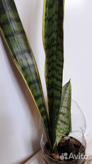 Сансевиерия