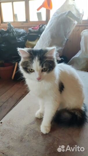 Отдам кота в добрые руки