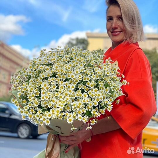 Ромашки Цветы