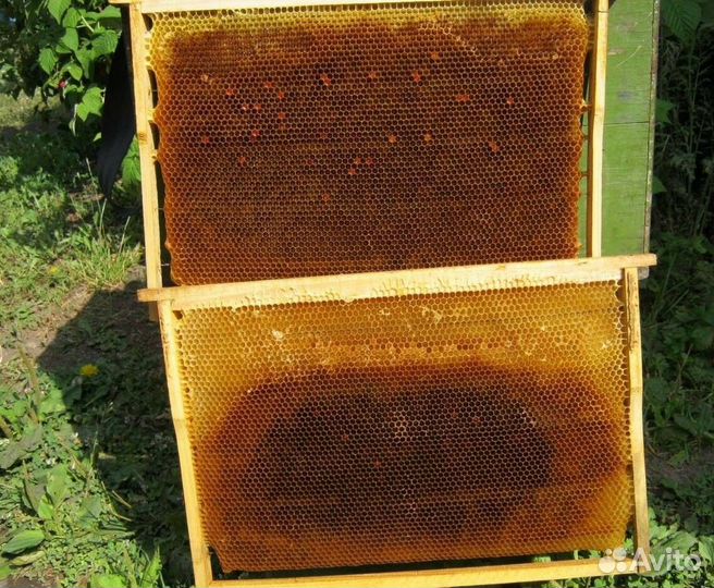 Сушь и медовые рамки