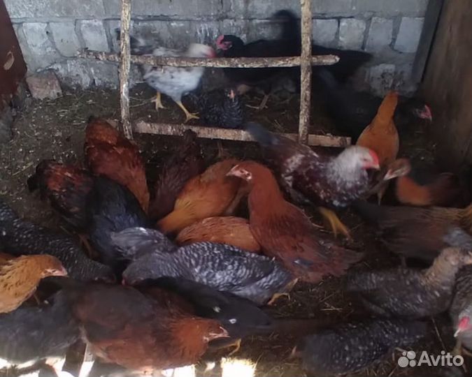 Куры молодки несушки,петухи,цыплята