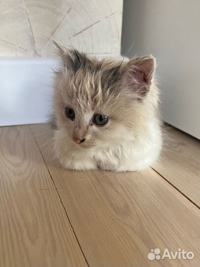 Кошечка в добрые руки