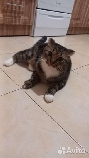 Кошка