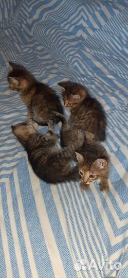 Отдам в добрые руки котят