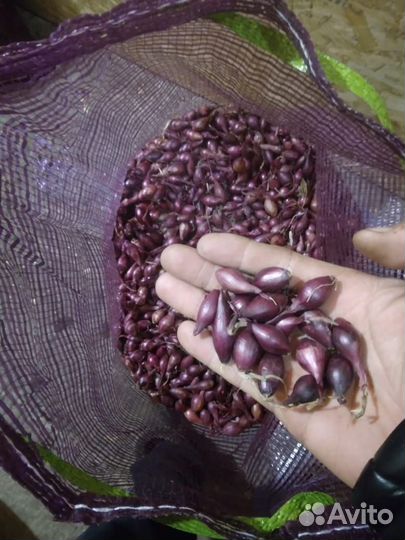 Лук севок штутгартер