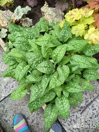 Садовые цветы