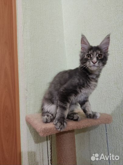Котёнок мейн-кун