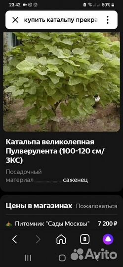 Хвойные, фруктовые и цветущие растения