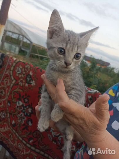 Кошки в добрые руки бесплатно