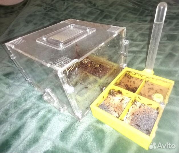 3 колонны муравьев-жнецов в формикариях