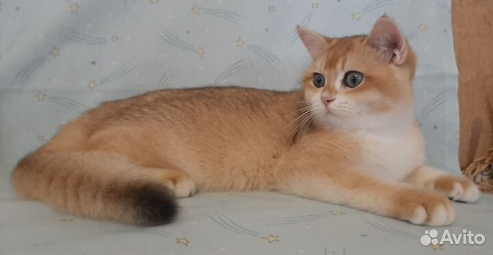 Котик золотой британский ny 12