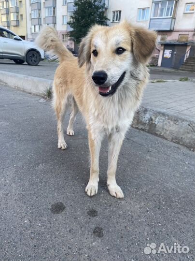 Маленькая дворняга