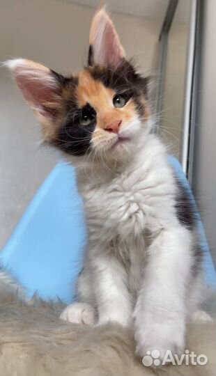 Котята мейн-кун