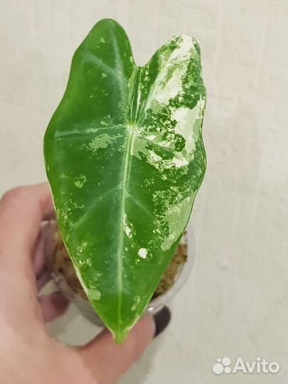 Алоказия Фрайдек вариегатная