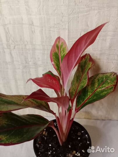 Комнатные растения