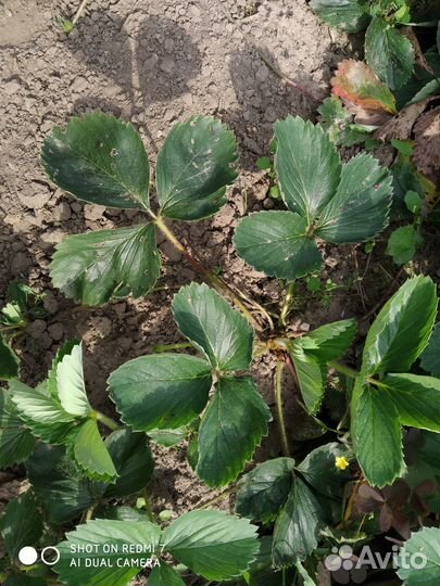 Саженцы клубники