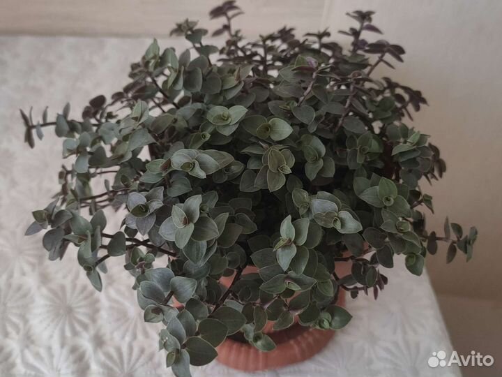 Коллизия розовая пантера и другие