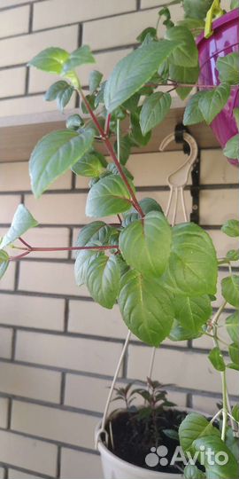 Фуксия Балерина