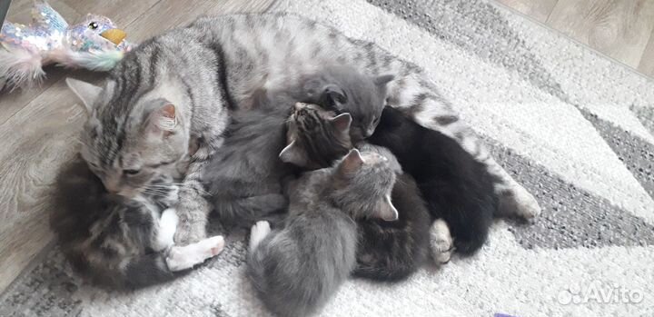 Котята,помесь британско-сибирские