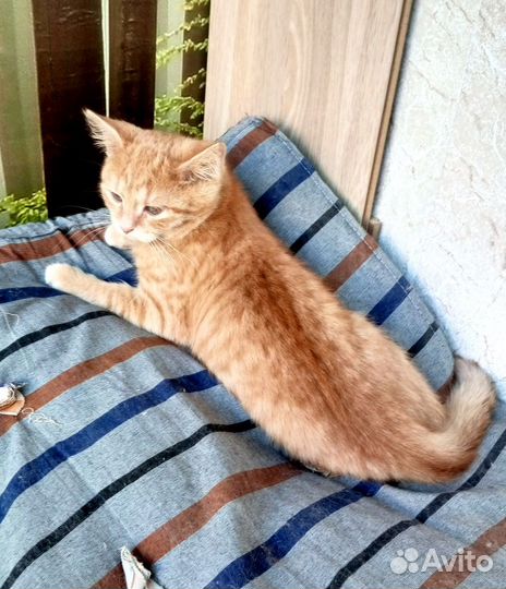 Минутка 2,5 мес