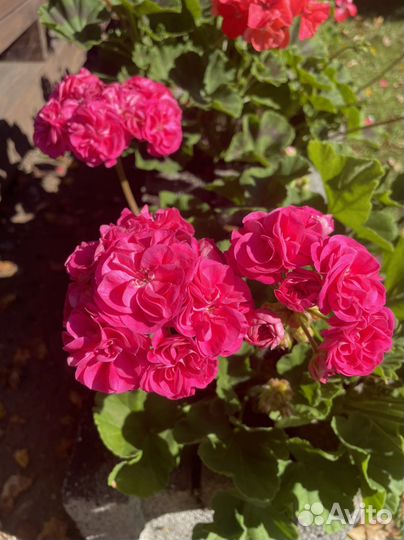 Пеларгонии сортовые