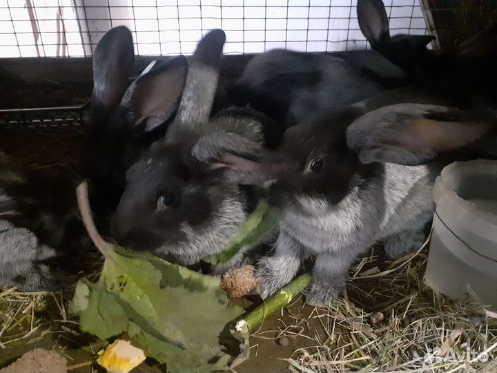 Кролики породы серебро