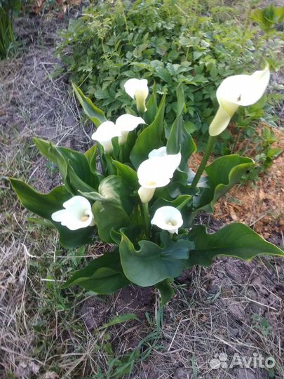 Цветы каллы