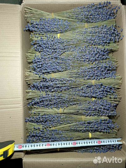 Продам ароматную крымскую лаванду