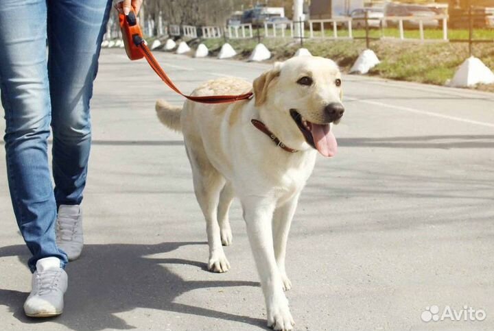 Выгул собак