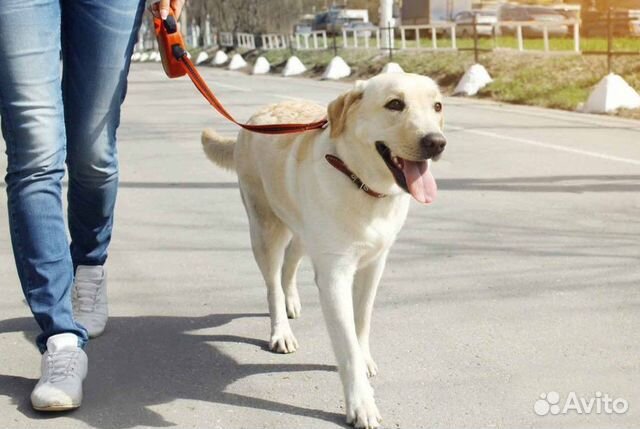 Выгул собак