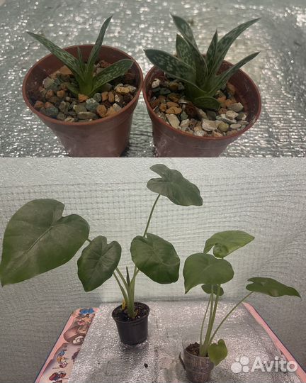 Комнатные растения часть 3