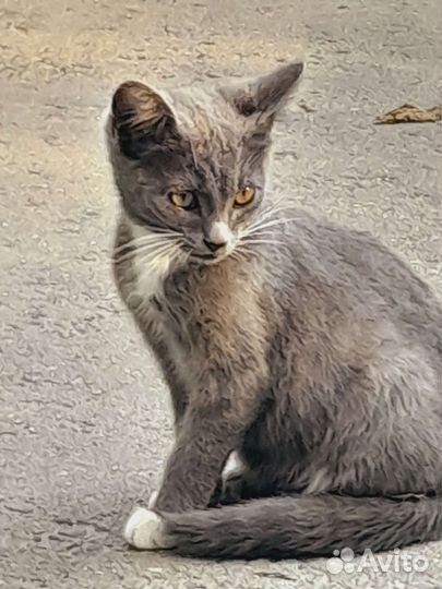 Котёнок в добрые руки бесплатно