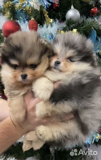 Необыкновенного окраса Exclusive Пом Шпиц