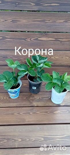 Земляника садовая. Клубника