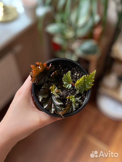 Бегония алоказия каладиум филодендрон