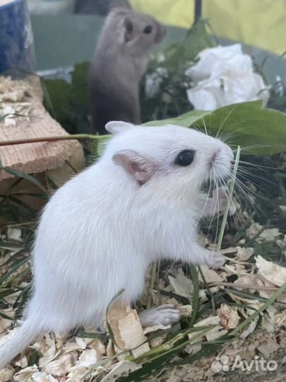 Песчанка
