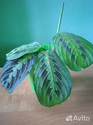 Маранта, молящаяся трава купить в Санкт-Петербурге | Товары для дома и ...