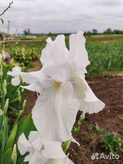 Ирисы бородатые сортовые