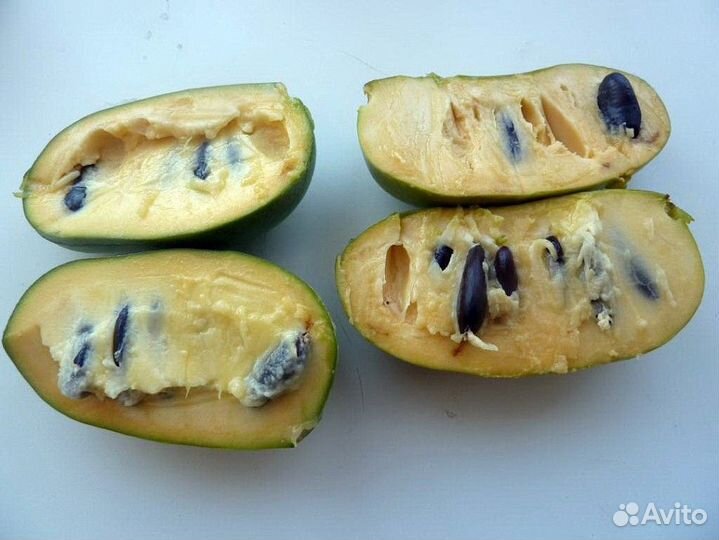 Азимина (банановое дерево), саженцы 1 год