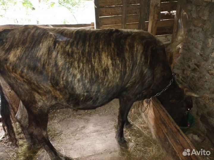 Корова с теленком