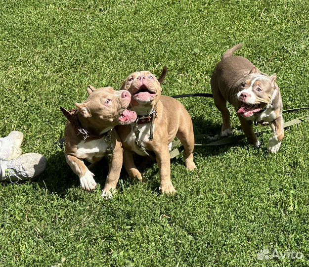 Американские Булли Красота