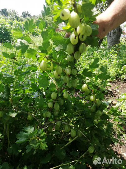 Смородина (йошта), крыжовник